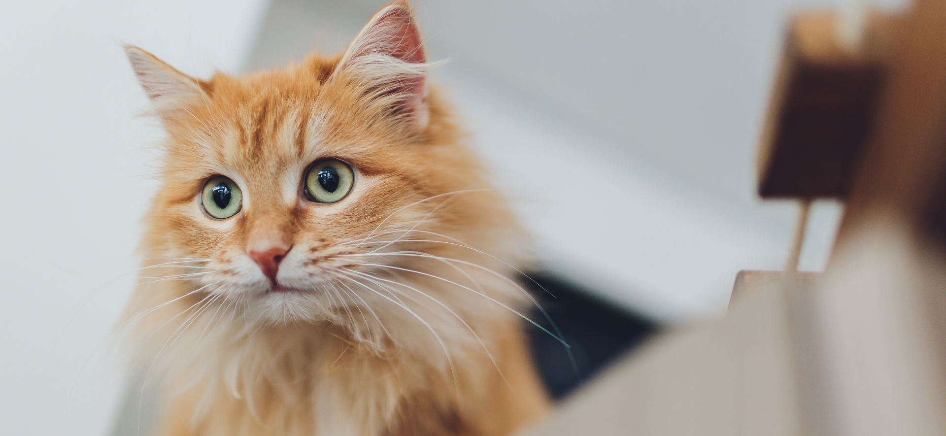  razas de gatos grandes en colombia